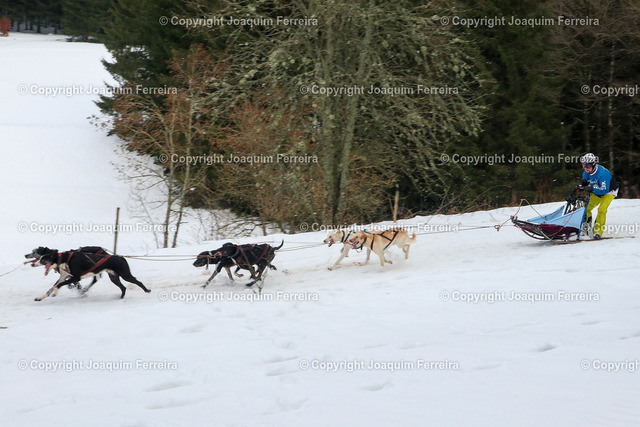 20230204_schli_00029 | Schönwald am 4. Februar 2023, Schlittenhundemarathon, Schlittenhunde-Etappenrennen in im Südschwarzwald (Deutschland). Es umfasst eine Distanz von 41 km aufgeteilt in zwei Etappen von 26 km und 15 km.  Jeder Teilnehmer bewältigt das Rennen mit einem 8-Hunde-Team und Schlitten, v.l., Fotoimpressionen, Florian Bachmann am Ziel
 - Realisiert mit Pictrs.com