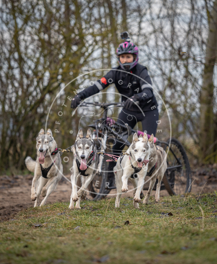 Pfotenfotografie_DV3A6073 | Hundefotografie, Tierfotograf, Pfotenfotografie, Fotoshooting Hund, Hunde Portrait, Hundesport, Hundeportraits, Heideshooting, Hunde, Sportfotograf, Hundefotograf, Turnierhundsport, THS,  - Realisiert mit Pictrs.com