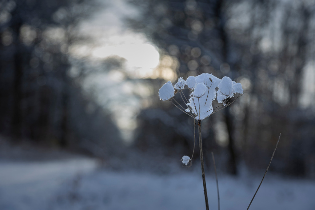 Winterwald Neumühle | Entdecke die Wildnis der Küstenregion Nordwestmecklenburgs mit neuen Augen, Ohren und offenem Herzen. Begleite mich auf meinen Expeditionen in die Natur, in den Wald und ans Wasser. - Realisiert mit Pictrs.com