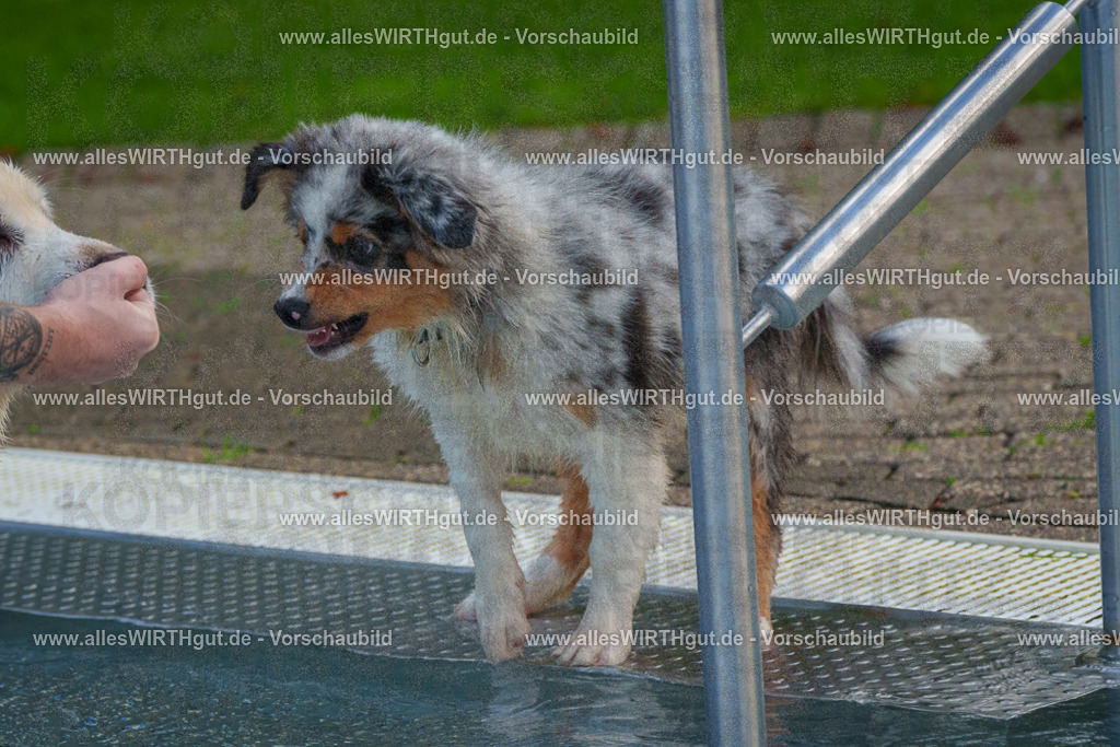 Hundeschwimmen_Grefrath_2026-allesWIRTHgut_Tierfotografie-13_22-FAY00583 | Professionelle Tierfotografie in Mönchengladbach von Daniel Wirth (allesWIRTHgut). Liebevolle & natürliche Bilder von Hunden & Katzen für unvergessliche Erinnerungen.