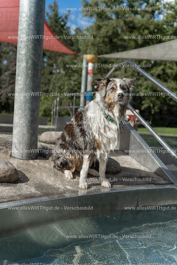 Hundeschwimmen_Volksbad_2026-allesWIRTHgut_Tierfotografie-2609061535-7R501640 | Professionelle Tierfotografie in Mönchengladbach von Daniel Wirth (allesWIRTHgut). Liebevolle & natürliche Bilder von Hunden & Katzen für unvergessliche Erinnerungen.