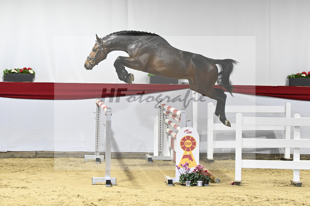 Kat-Nr. 45 v. Million Dollar_Pferdezucht Joos_63221111 | hf-fotografie - Realizzato con Pictrs.com