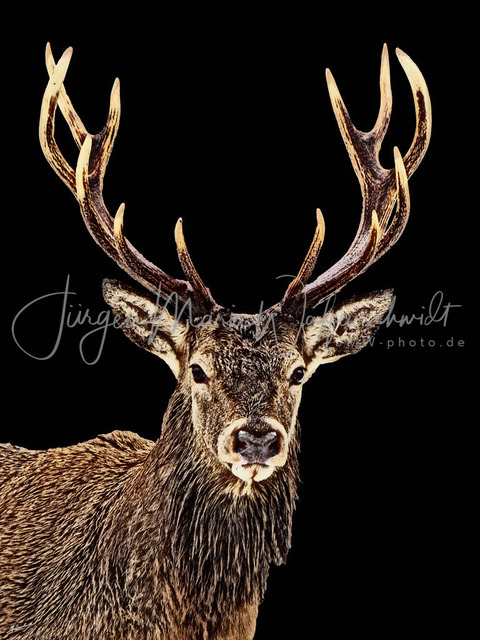 2025401_Hirsch_Art_JMW_JMW | Allgäu Kühe, Hochgrat, Nagelfluh, Island und viel viel mehr hier im Shop. Jürgen Maria Waffenschmidt, Fotograf, Künstler, Produzent, Autor