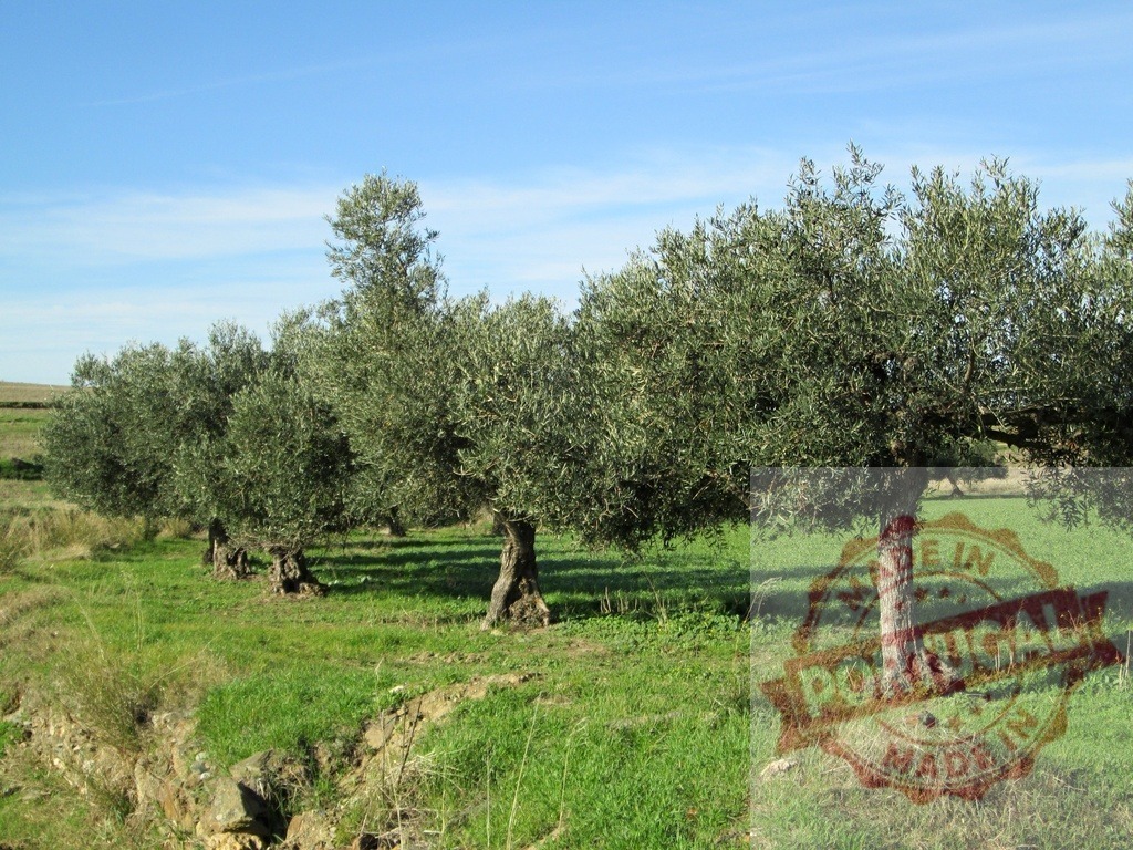 Olive trees growing in a rural grove | Olive trees standing in a green field under a clear blue sky - Realisiert mit Pictrs.com