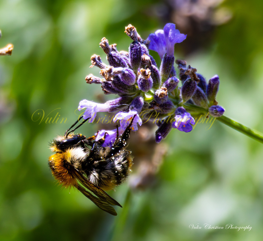 ULMA 28 | Christian Vulin  - Realisiert mit Pictrs.com