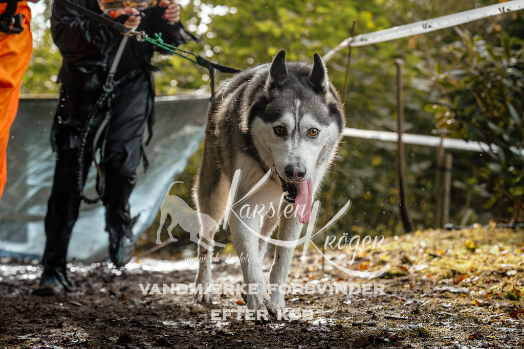 1456DZ6_4038Z6 | kk-dogfotos
