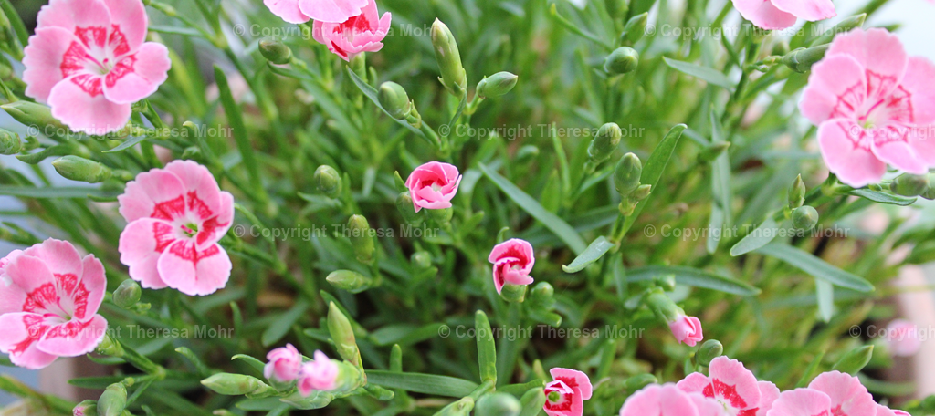 Nelken rosa | Naturpuls - Realisiert mit Pictrs.com