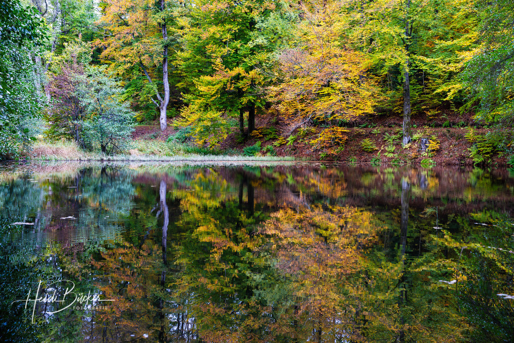 Kleiner Weiher im Wald | Kleiner Weiher im Wald - Realisiert mit Pictrs.com