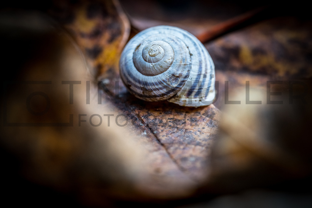 DSC01114 | Tinu Müller Fotografie- Bildershop - Realisiert mit Pictrs.com