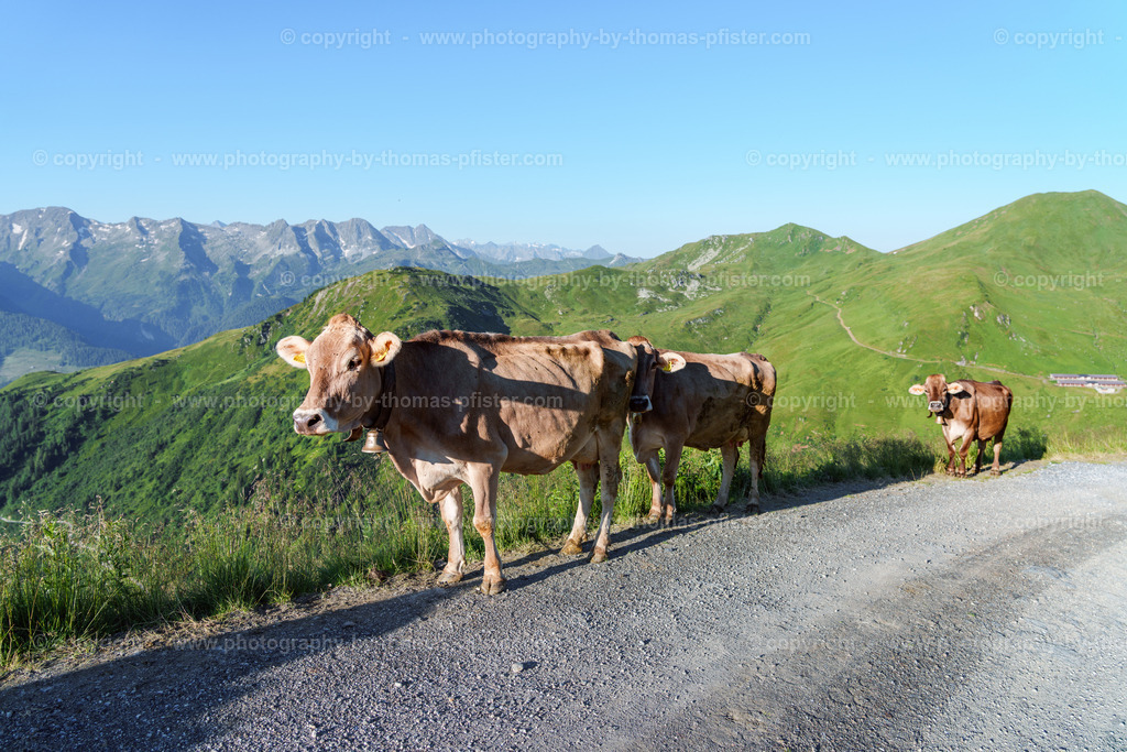 Isskogel Gerlos Sommer copyright  Thomas Pfister-65 | PHOTOGRAPHY BY THOMAS PFISTER