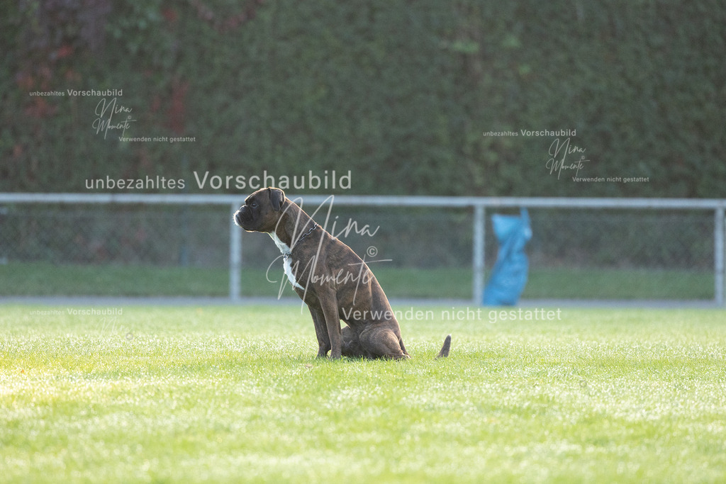 _16A5933 | Einzigartige Fotos von Hunden & Menschen –Actionfotos, Portraits, Vereinsaufnahmen & Paarshootings – authentisch, lebendig & mit Herz.