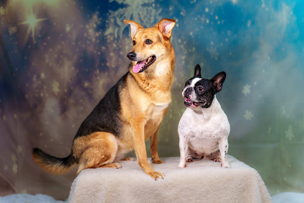 allesWIRTHgut Tierfotografie - 7IV02633 | Professionelle Tierfotografie in Mönchengladbach von Daniel Wirth (allesWIRTHgut). Liebevolle & natürliche Bilder von Hunden & Katzen für unvergessliche Erinnerungen.