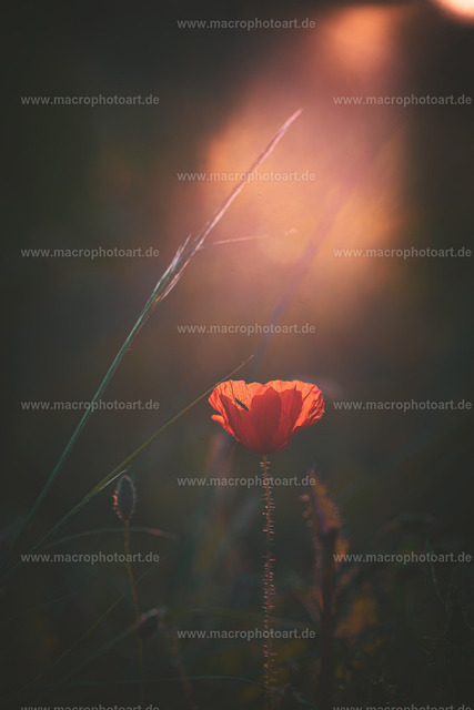 Mohnblume im Abendlicht | Diese Mahnblume steht in Licht der goldenen Stunde - Realisiert mit Pictrs.com