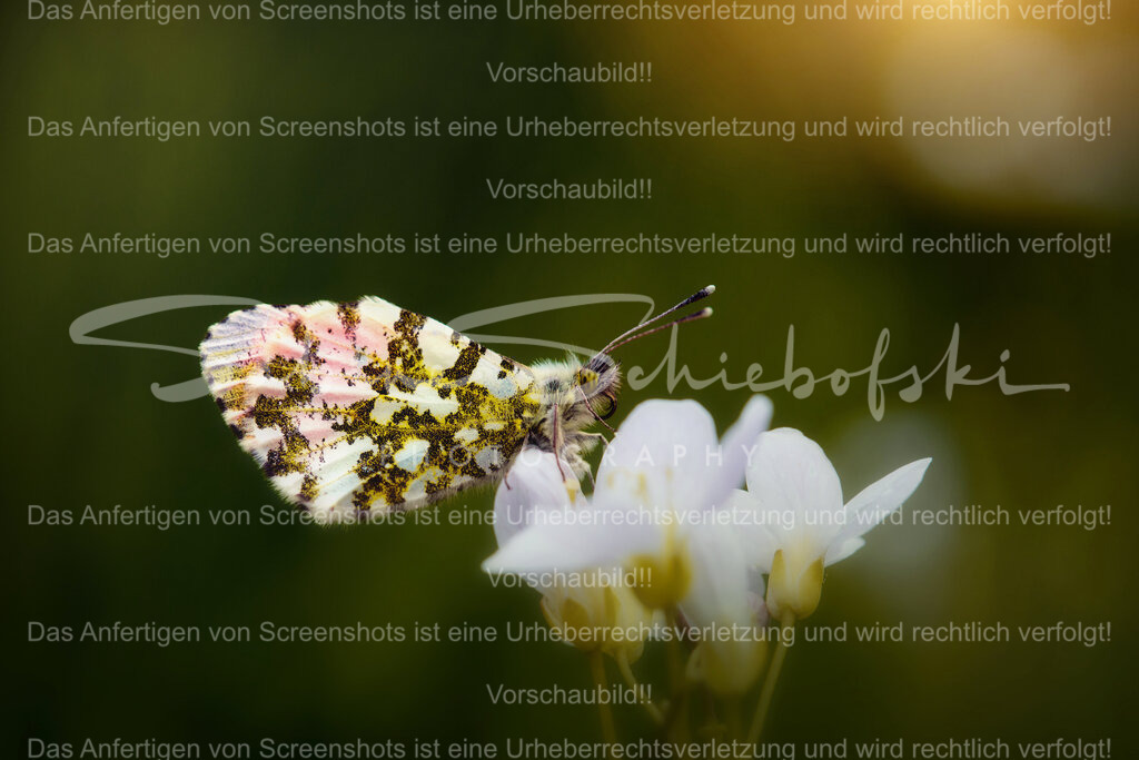 Wandbild Schmetterling "Aurorafalter" | People- und Tierfotografie, Imageaufnahmen, Veranstaltungsfotografie und Wandbilder aus der Natur ★ Made in Germany ✔️ Druck + Downloads ✔️ Naturfotografie in Top Qualität ★ schneller Versand, weltweite Lieferung! - Realisiert mit Pictrs.com