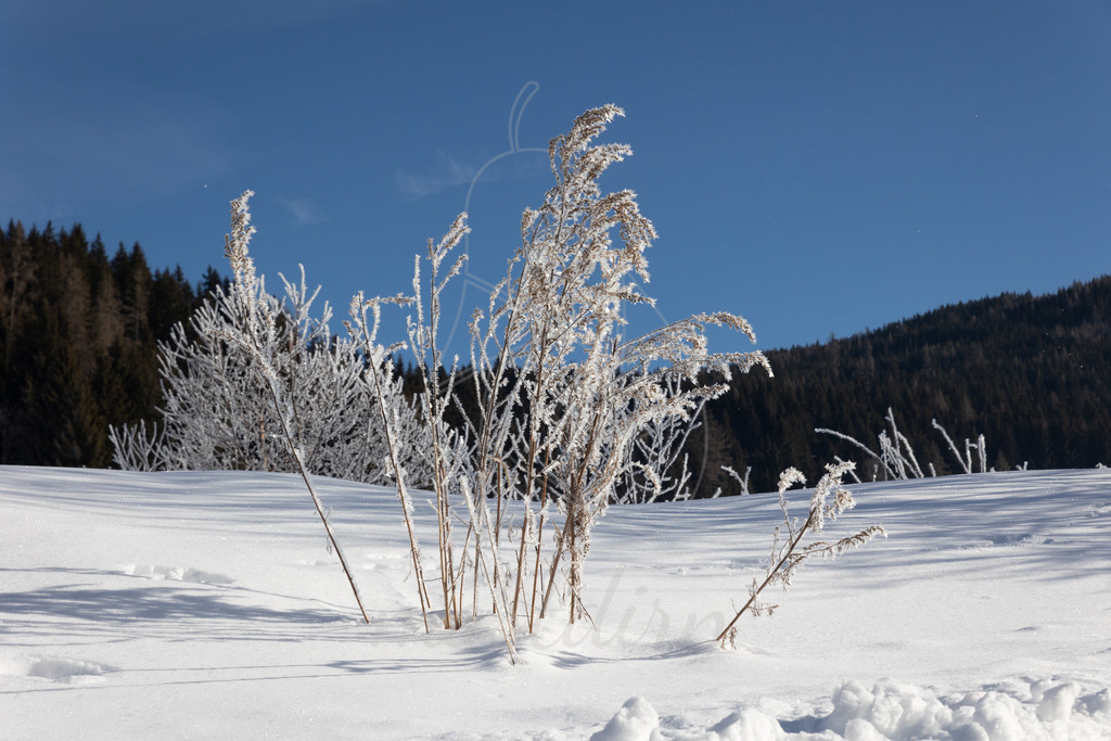 Rauhreif | Bei Veröffentlichung des Bildes ist eine Namensnennung wie folgt erforderlich: 
Foto: Mostdirn Irmgard Wieser - Realisiert mit Pictrs.com