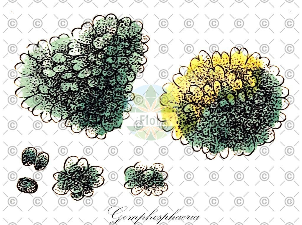 HistAbb_EMP_9000525_1_SIMPLE | Historische Abbildung von Gomphosphaeria - Chroococcaceae (0) | Historical Illustration of Gomphosphaeria - Chroococcaceae (0)