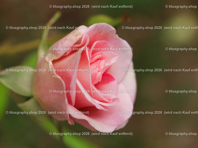 P6080373-titusgraphy-vz | Fotokunstarbeit aus der INSTAGRAM-Gallerie auf titusgraphy.eu - Realisiert mit Pictrs.com