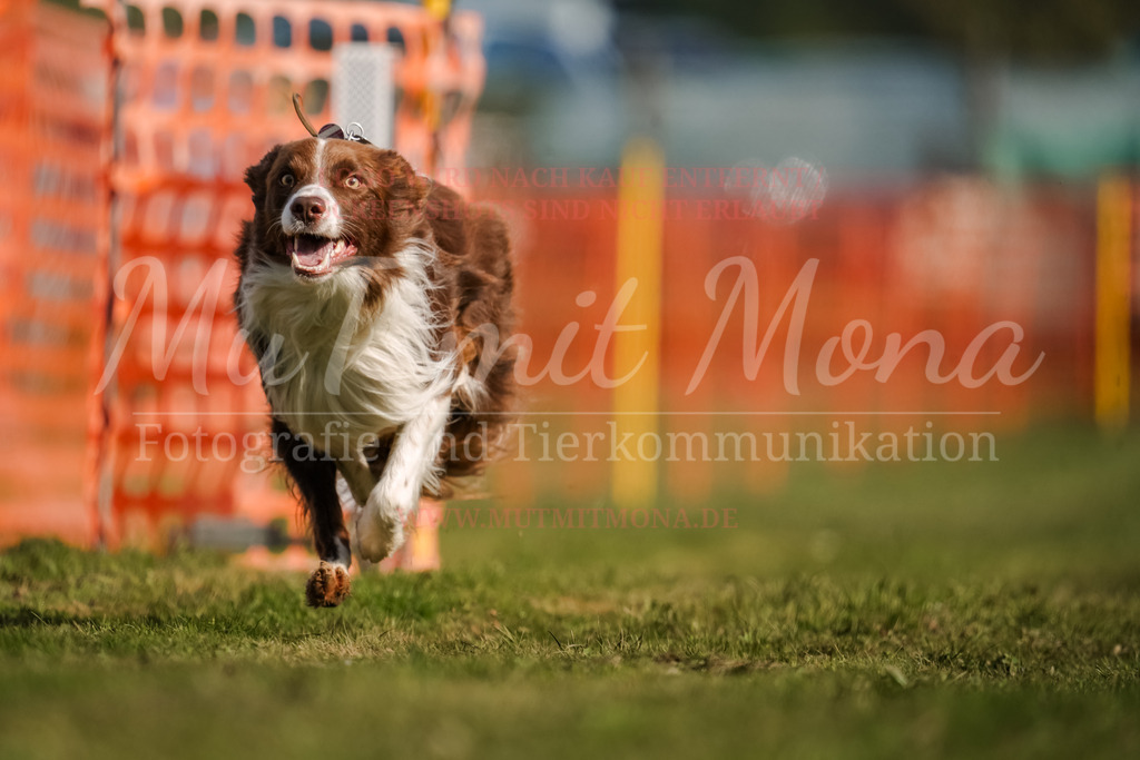 20250928_Hunderennen-188 | MuT (Mensch und Tier) mit Mona - Fotografie und Tierkommunikation - Realisiert mit Pictrs.com