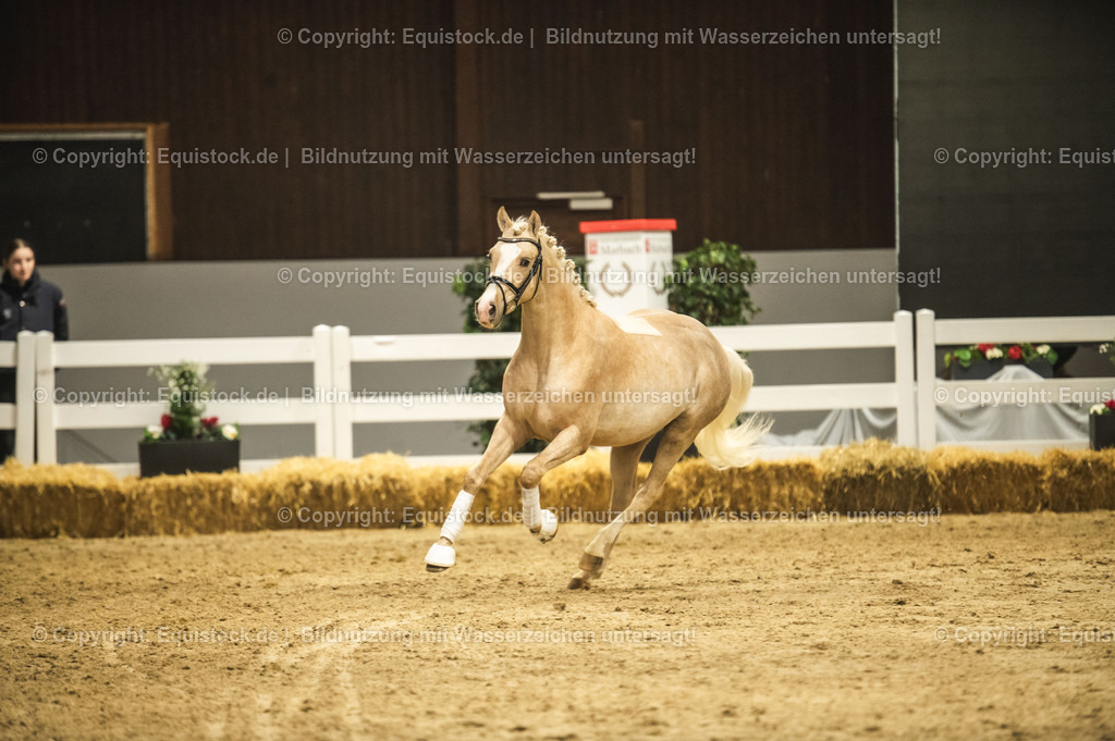 20240302_Hengstvorstellung_Marbach_TOMsPiC_0856-2 | equistock