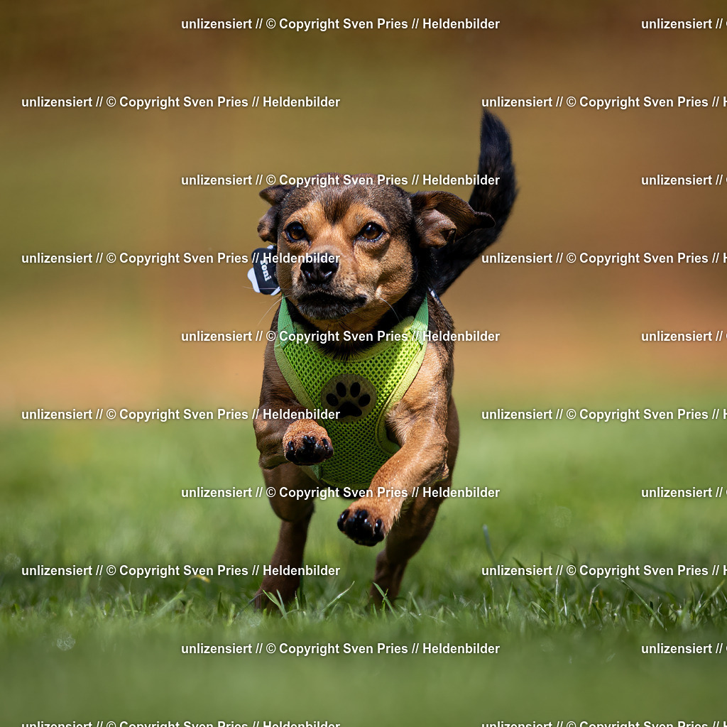 Sven Pries | 2024-04-21 - Hunderennen Baden-Oos
Foto: Sven Pries - Realisiert mit Pictrs.com