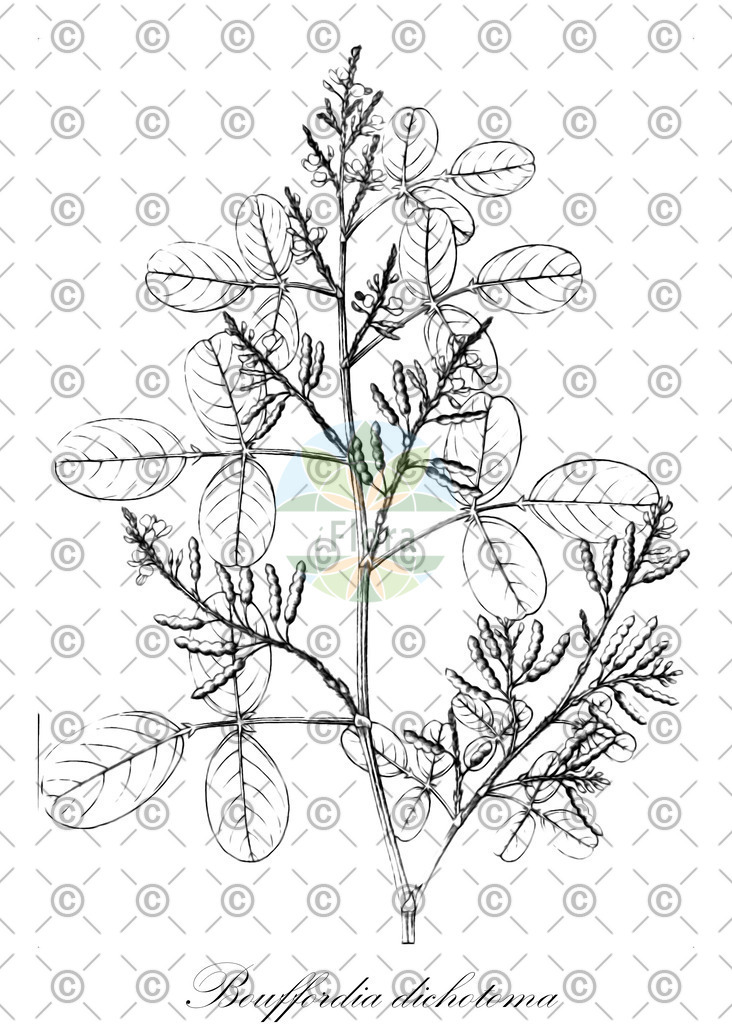 HistAbb_wfo-0000569912_1_ENZY_Simple | Historische Abbildung von Bouffordia dichotoma - Fabaceae | Historical Illustration of Bouffordia dichotoma - Fabaceae