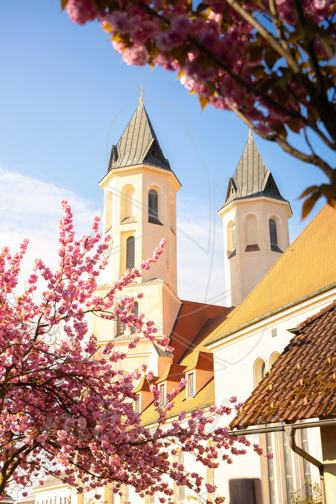 Kirschbluete_Amstetten_Mostdirn_Irmgard_Wieser_2026-2795 | Ihre Fotografin im Lungau, ihre Fotografin im Mostviertel, Wandbilder Onlineshop, Imagefotos für Ihr Unternehmen,  - Realisiert mit Pictrs.com