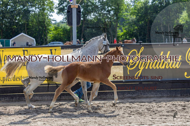 Fiesoythe DR-798 | mandyhollmannphotographie