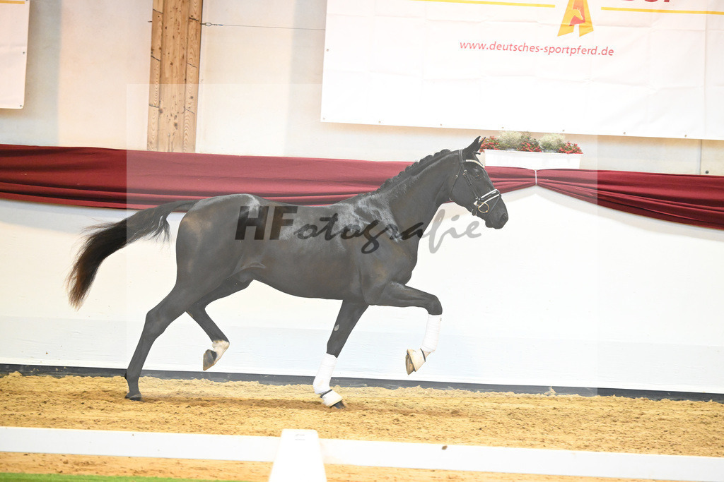 Kat-Nr. 65 v. De Niro Gold_Rohrmoser_66222280 | hf-fotografie - Realisiert mit Pictrs.com