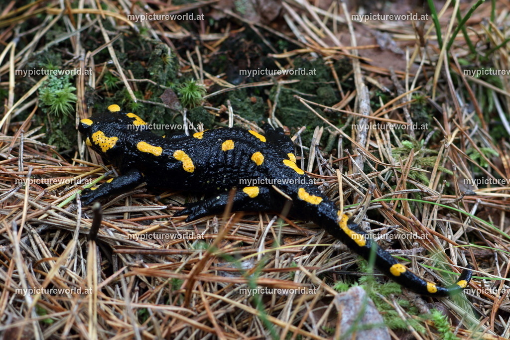 Feuersalamander-035 | Das Bilderarchiv über Tiere, Planzen und Landschaften. In der Bilddatenbank finden Sie ein große Auswahl an hochwertigen Bilder für Ihre Werbung - Realisiert mit Pictrs.com