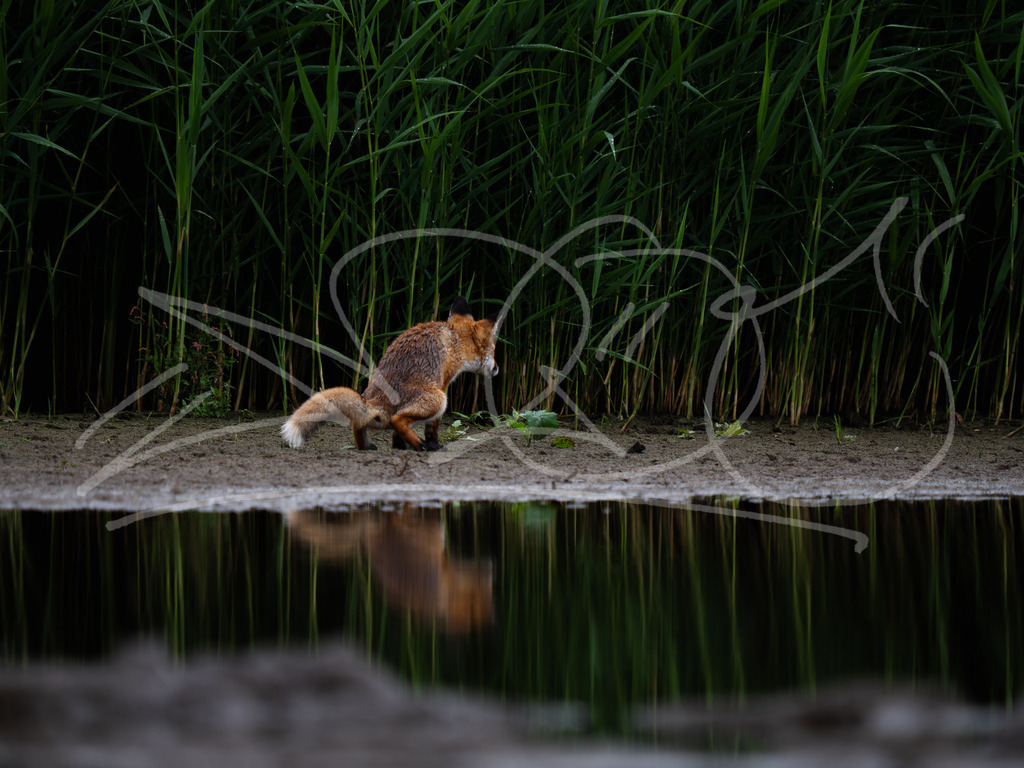 P7250455 | Naturschönheiten aus Deutschland. Pflanzen und Tiere, Insekten und Naturschauspiele. Alle schönen Details, die uns umgeben, fotografiert von Michi Moc.  - Realisiert mit Pictrs.com