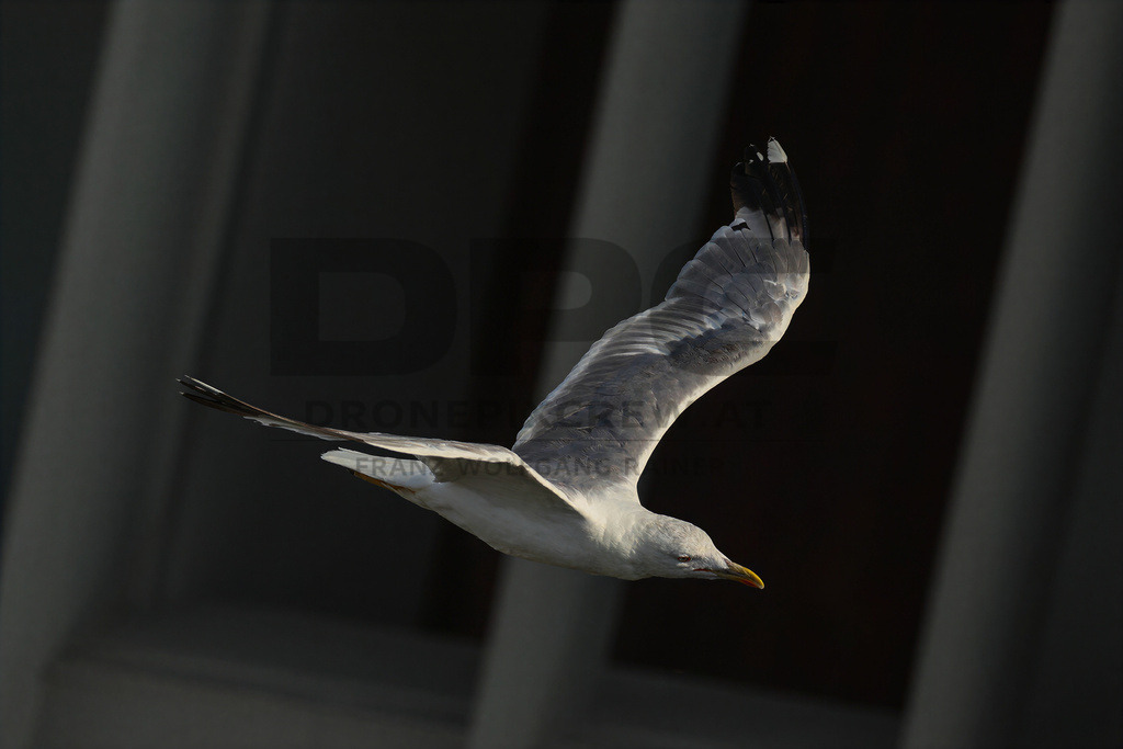 Yellow-legged Gull (Larus michahellis) | Yellow-legged Gull (Larus michahellis), a large gull species commonly found along Mediterranean coasts, rocky shorelines, harbours and coastal areas. - Realisiert mit Pictrs.com