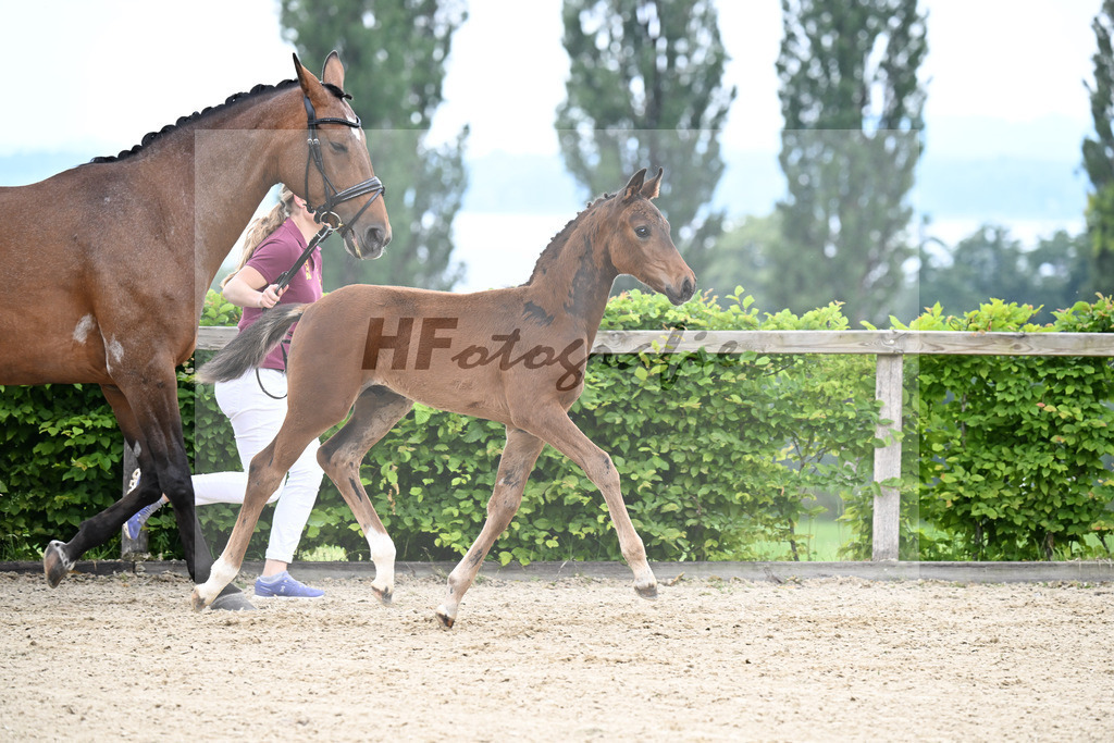 Kat-Nr. 6 For Romance I x Diamond Star_HF_Grassl_14250114 | hf-fotografie - Realisiert mit Pictrs.com