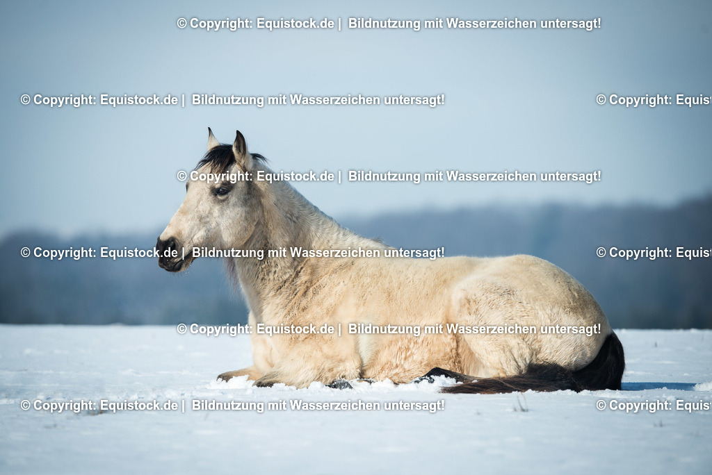 TS_20170129_Winterbilder_Falbe_0005 | Foto: Thomas Hartig