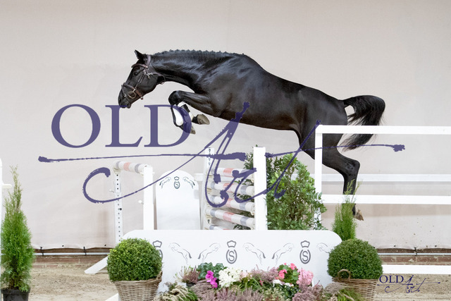 Cornet de Semilly - Cavalier _ Columbus 39 DE418180560221 DSC_5458_s | <meta name="description" content="★Offizieller Merchandise und Foto-/Videostore des Oldenburger Verbandes.★ ✅Jetzt auch digital Ausdrucke erhältlich." />
<meta name="keywords" content="Merchandise Foto-/Videostore Oldenburger Verband Photographie 