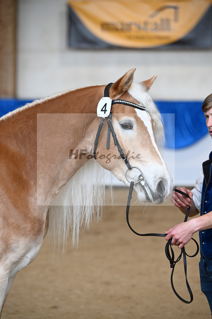 Bl. Band Kat-Nr. 4 Lavanna KF v. Stubenkoenig_Karsten_48251266 | hf-fotografie - Realisiert mit Pictrs.com