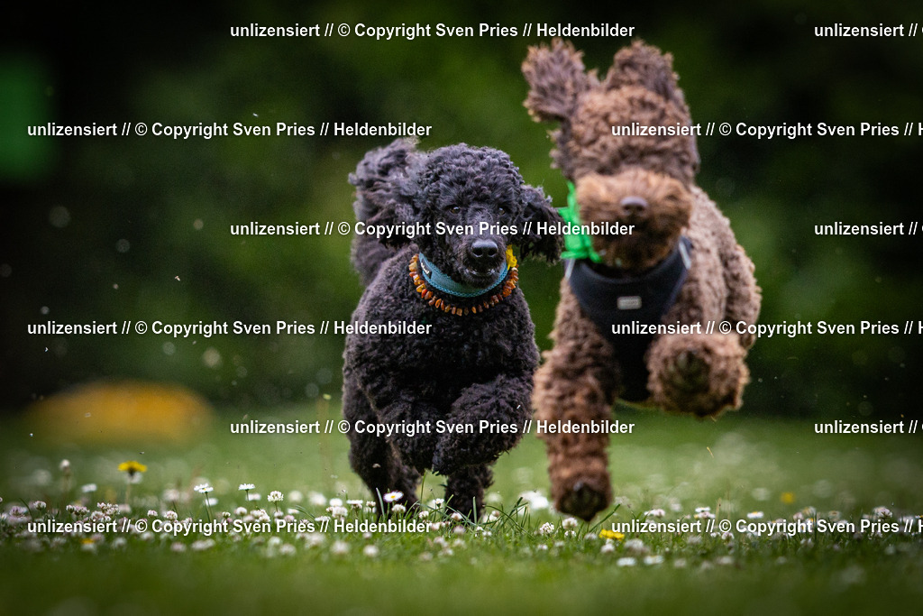 Sven Pries | 2025-05-29 - Pudelrennen KA-Durlach - Realisiert mit Pictrs.com