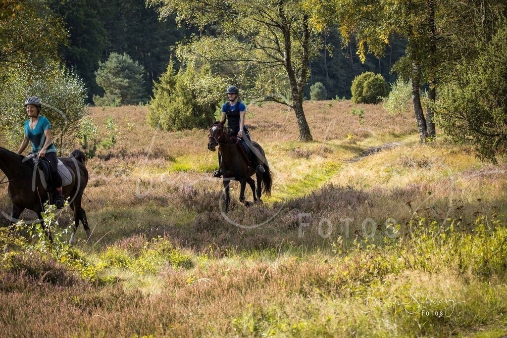 DdLH-WehlenerHeide_2025-09-20_83 | Fotografie, Veranstaltungs-Fotografie, Pferde-Fotografie, Landschafts-Fotografie, Reise-Fotografie - Realisiert mit Pictrs.com