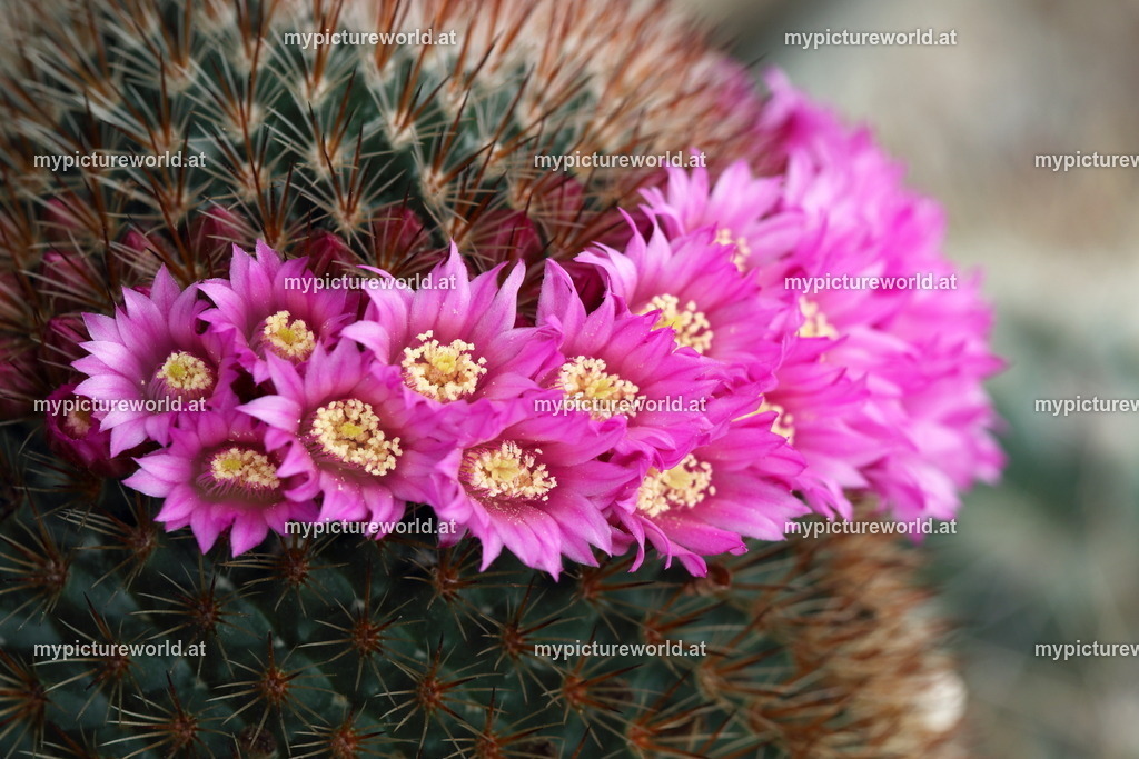 Mammillaria spinosissima-004 | Das Bilderarchiv über Tiere, Planzen und Landschaften. In der Bilddatenbank finden Sie ein große Auswahl an hochwertigen Bilder für Ihre Werbung - Realisiert mit Pictrs.com