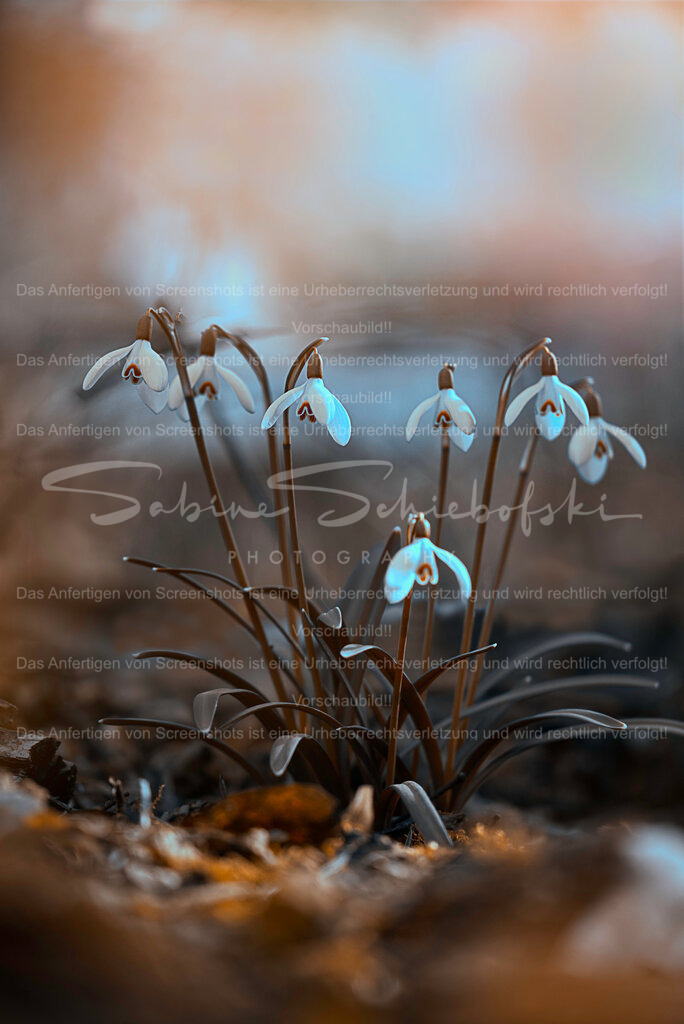 Schneeglöckchenliebe | eine kleine gruppe von schneeglöckchen im zauberhaften abendlicht - Realisiert mit Pictrs.com