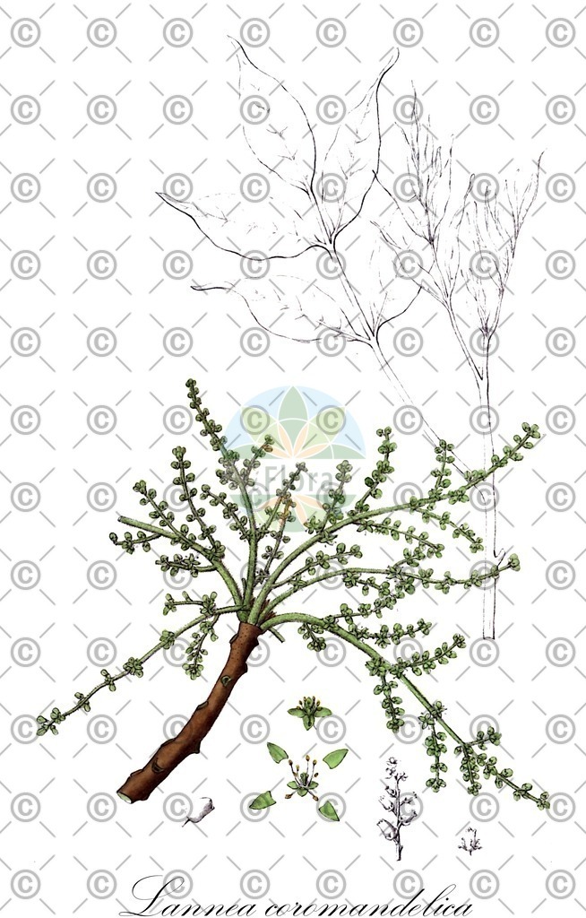HistAbb_wfo-0001316625_2_ENZY_Simple | Historische Abbildung von Lannea coromandelica - Anacardiaceae | Historical Illustration of Lannea coromandelica - Anacardiaceae