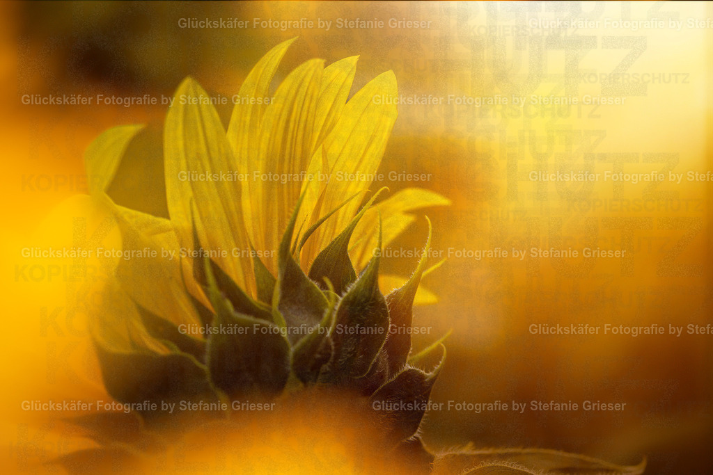 OQ0A0528 Kopie | Glückskäfer - Fotografie - Realisiert mit Pictrs.com