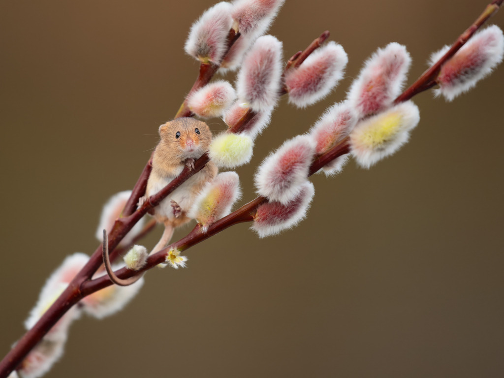 Wandbild Zarte Begegnung: Die Maus auf Weidenkätzchen | Dieses bezaubernde Wandbild zeigt eine kleine Haselmaus, die sich vorsichtig an einem Zweig voller flauschiger Weidenkätzchen festhält. Die zarte Textur der rosa-weißen Blütenstände und das weiche Fell der Haselmaus harmonieren perfekt und erzeugen ein Gefühl von Sanftheit und Zerbrechlichkeit. Der unscharfe Hintergrund in warmen Brauntönen lässt das Hauptmotiv deutlich hervortreten und betont die filigranen Details. Diese Aufnahme fängt einen kostbaren Moment in der Natur ein, der sowohl die Schönheit als auch die Zerbrechlichkeit des Lebens symbolisiert.