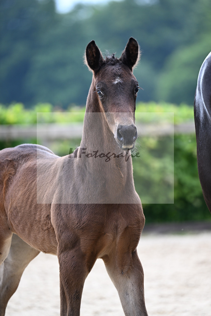 Kat-Nr. 23 St. Emilion x Ampere_HF_Reglauer_14250727 | hf-fotografie - Realisiert mit Pictrs.com