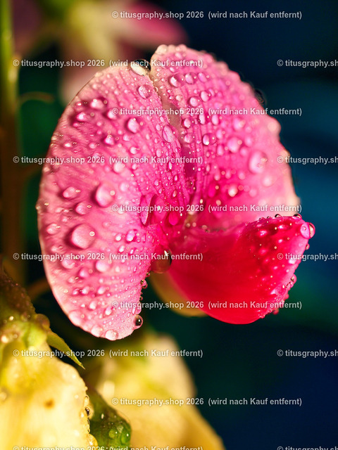 titusgraphy_P6308494-vz-ln | titusgraphy-shop: Geschenkideen mit Qualitätsfotos. titusgraphy-shop: gift ideas with quality photos. titusgraphy-shop: idées cadeaux avec photos de qualité.  - Realisiert mit Pictrs.com