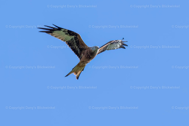 201769 | Tierfotografie, Tierkalender, Tierbilder, Insekten, Spinnen, Vögel, Schmetterling, Libellen, Leinwand, Colorkey, Qualität, Geschenkartikel, Geschenk - Realisiert mit Pictrs.com