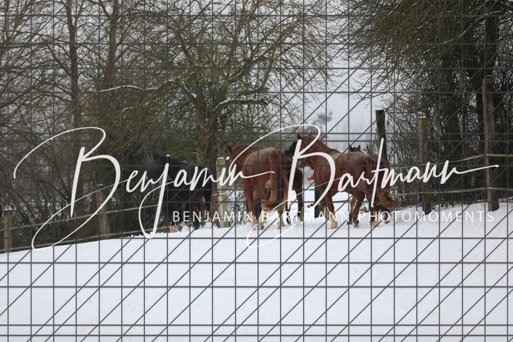 AZ2A3279 | Benjamin Bartmann Photomoments