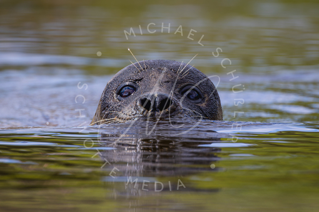 2022-08-30 Westkuestenpark SPO - 013 | Schwotte Media - Realisiert mit Pictrs.com