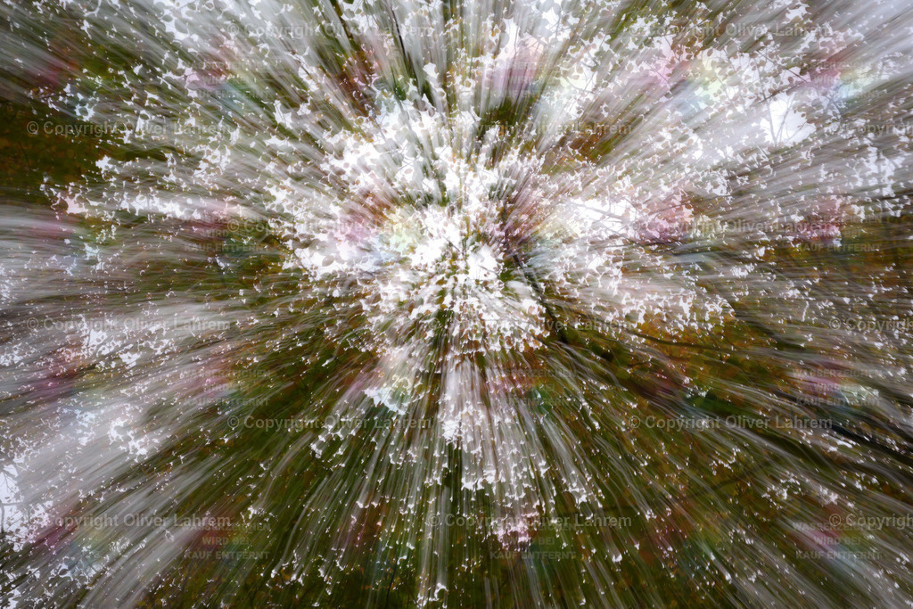 Lichtstrahlen im Herbstwald | Man blickt in die herbstliche Baumwipfel eines Waldes und durch das Lichte Kronendach fahlen sichtbar die Lichtstreifen des Tages.