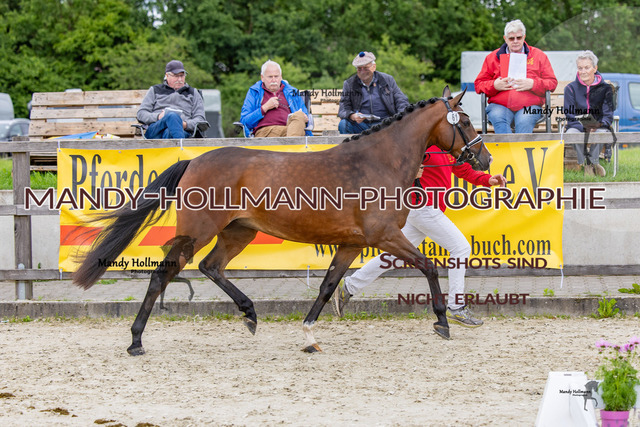 25-6 BSS H Reitponys 1b (598) | mandyhollmannphotographie