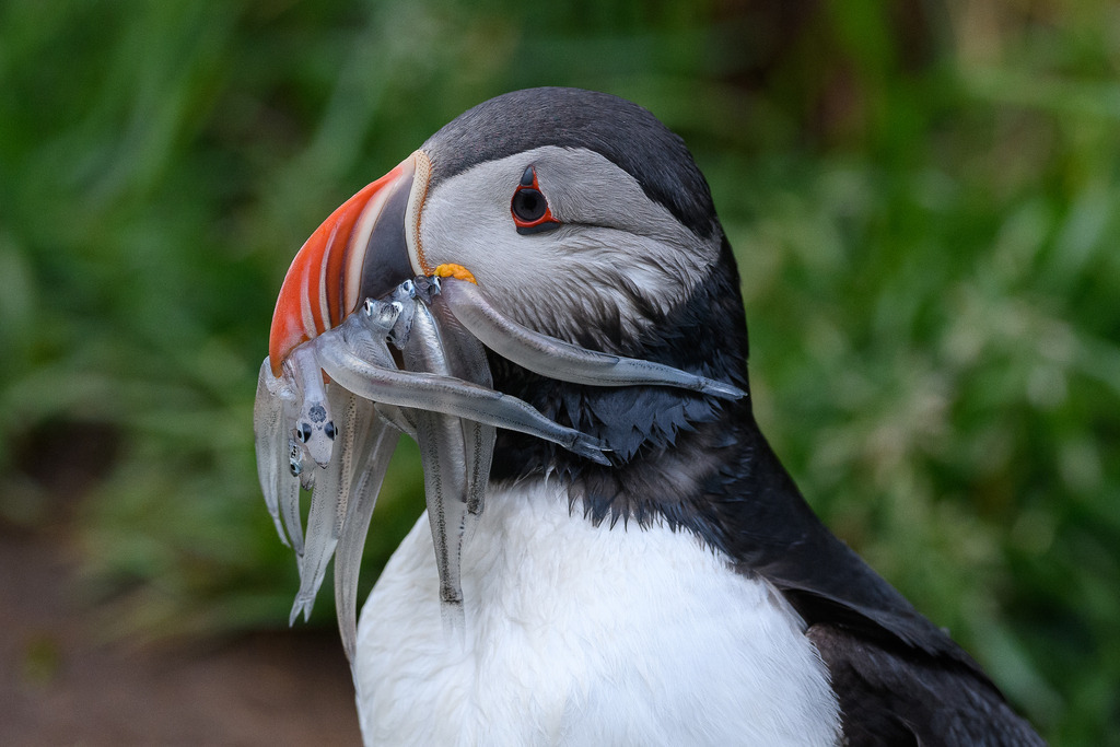 papageientaucher-2020-150-2 | Papageientaucher im Flug in Bakkagerði/Borgarfjarðarhöfn. Am Rand dieser kleinen Ortschaft im äußersten Nordosten Islands befindet sich eine der größten Papageientaucher-Kolonien der Insel. - Realisiert mit Pictrs.com